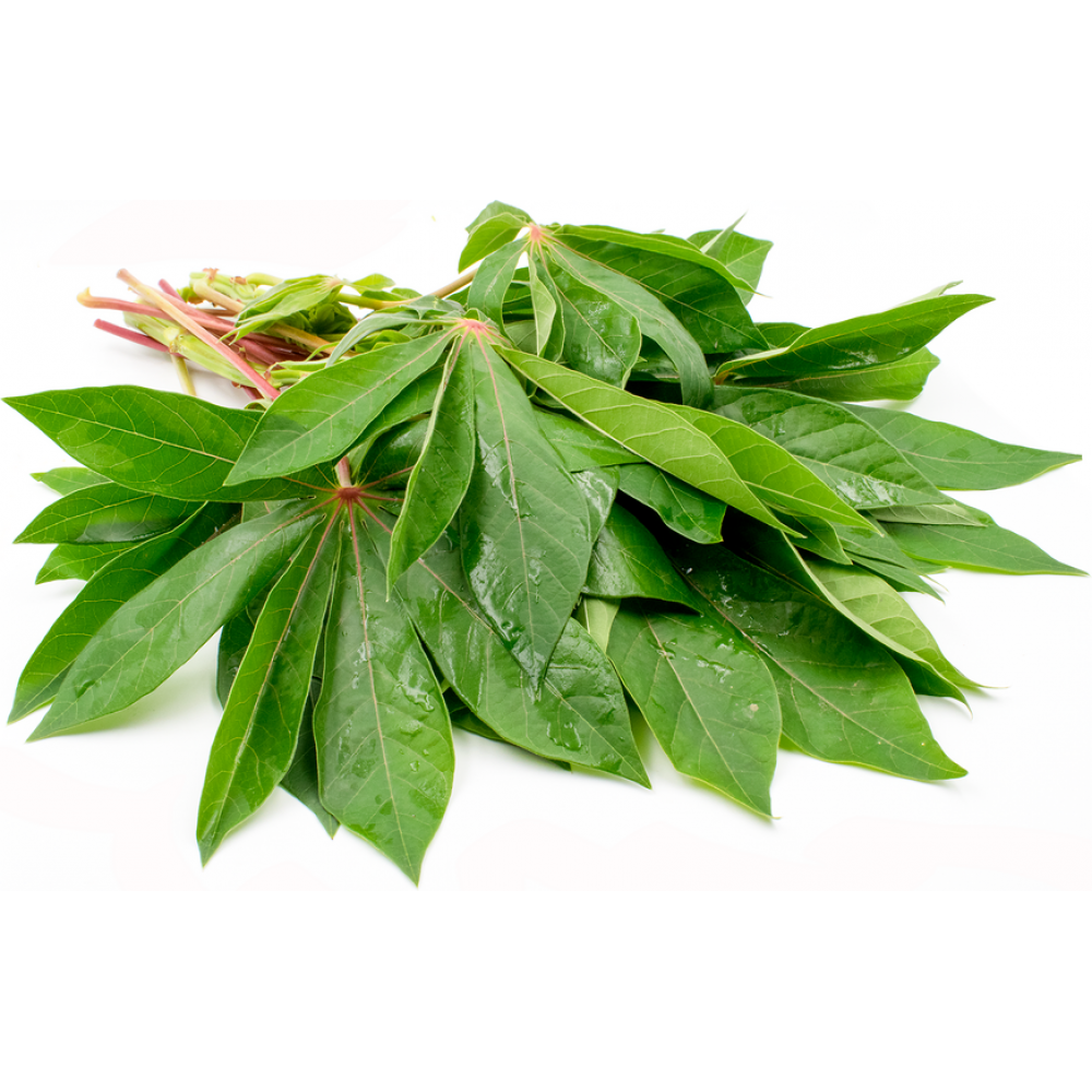 cassava leaf cassava leaf